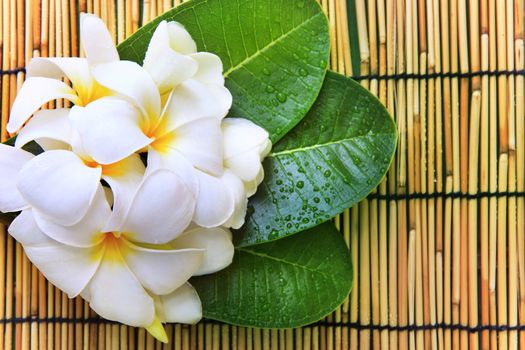 white frangipani flowers bouquet and green leaves with fresh water dew on bamboo mat textured background use for beautiful nature backgrond backdrop and relaxing theme 