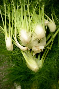 fennel at a farmer's market