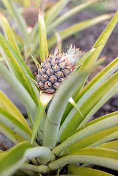 fresh pineapple plant growing on a plantation