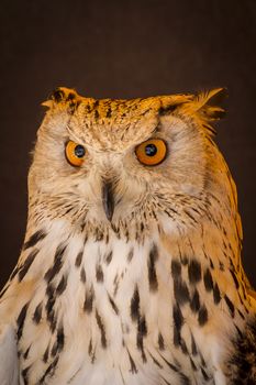 Carnivore eagle owl in a sample of birds of prey, medieval fair