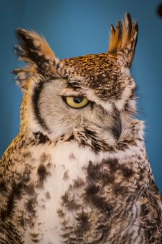 Avian, eagle owl in a sample of birds of prey, medieval fair