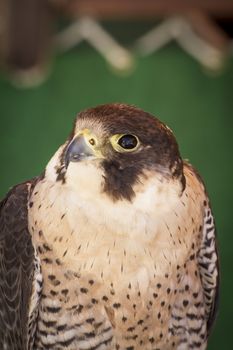 falcon on a sample of birds of prey, medieval fair