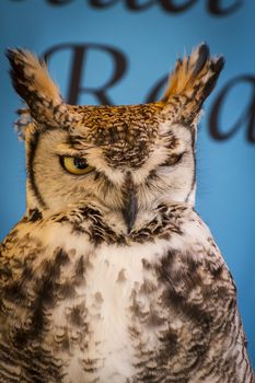 eagle owl in a sample of birds of prey, medieval fair