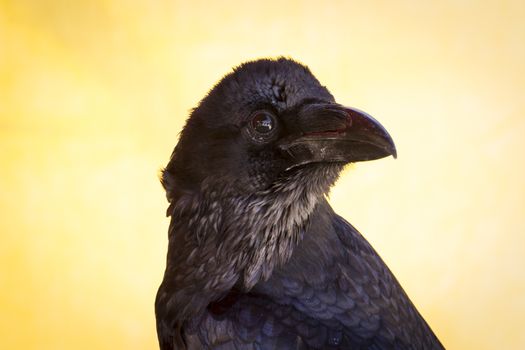 Standing black crow in a sample of birds of prey, medieval fair