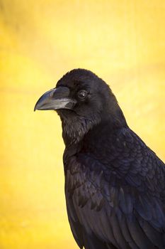 black crow in a sample of birds of prey, medieval fair