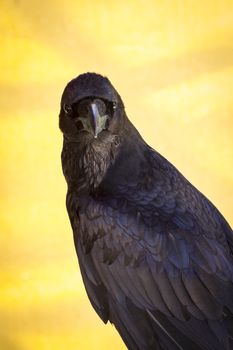 Corvus, black crow in a sample of birds of prey, medieval fair