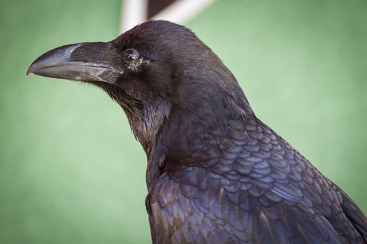 black crow in a sample of birds of prey, medieval fair