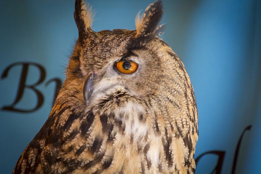 Predator eagle owl in a sample of birds of prey, medieval fair