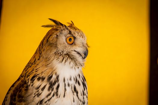 Watching eagle owl in a sample of birds of prey, medieval fair