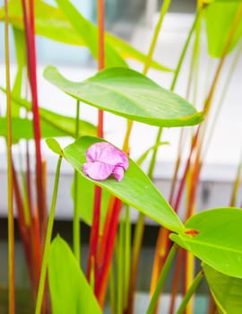 Beautiful flowers on green leaf