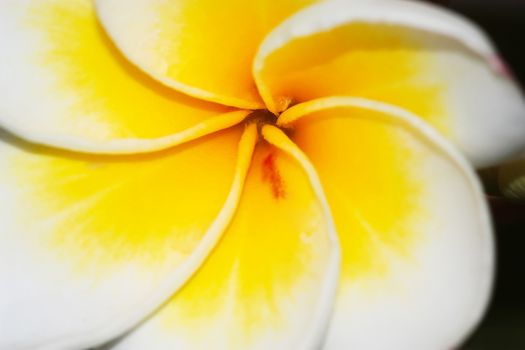 Luntom, Plumeria tree