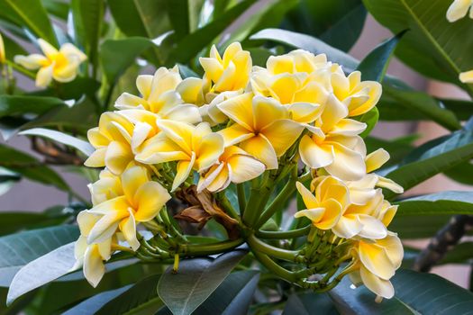 Luntom, Plumeria tree