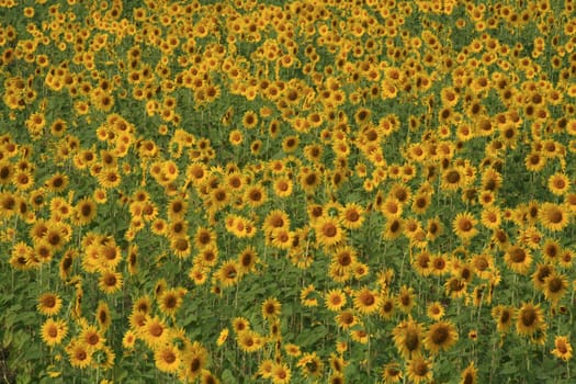 A field of sunflowers, Thailand