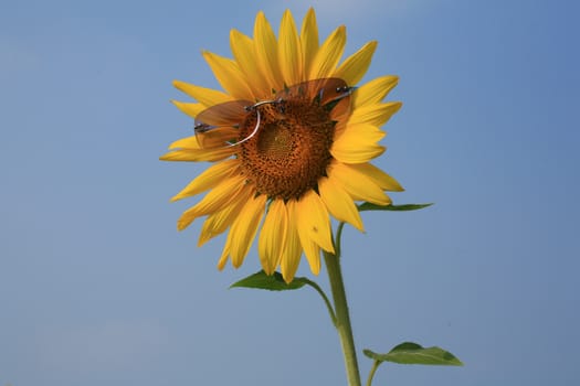 yellow sunflower in sunglasses with blue sky, Thailand.