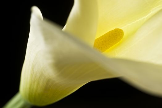 Arum Lilies