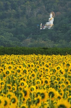 A field of sunflowers with white buddha statue, Thailand
