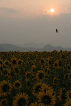 A field of sunflowers at sunset, Thailand