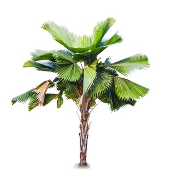 plam tree isolate