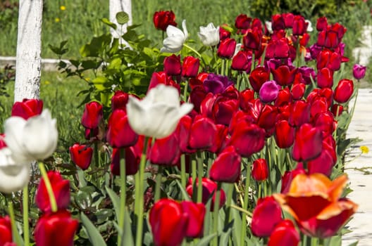 Colorful tulips in a garden, close up image