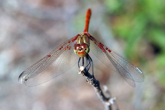 A red dragonfly at rest Sympetrum vulgatum