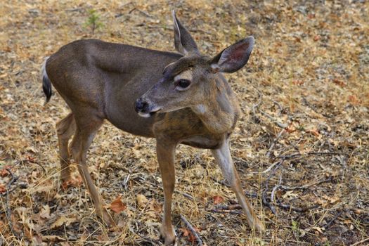Doe detailed portrait isolated on forest background California. Yosemite National Park