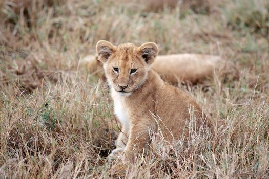 Lion cub playing in the Masai Mara reserve in Kenya Africa