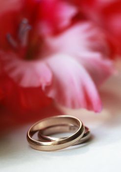 Simple plot. Red flower (hybridus hort) and two wedding ring