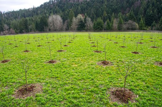 Young tree in a new apple orchard