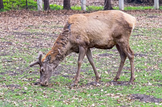 Young deer grazing at zoo in the springtime