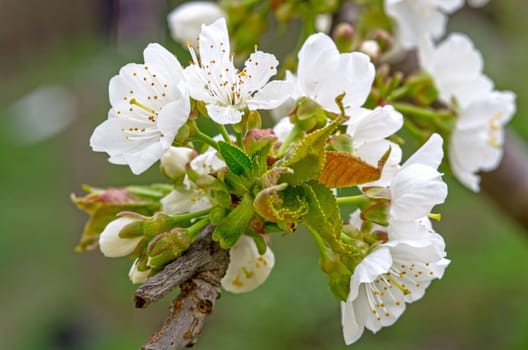 Close up image of cherry flower with blurred background