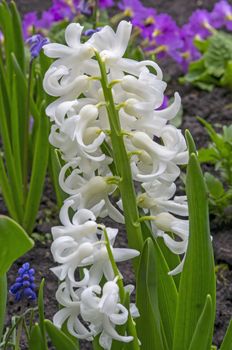 White hyacinth flowers in the garden, close up image.