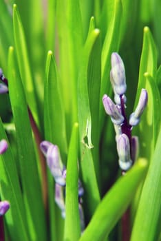 Green background with small flower and grass.