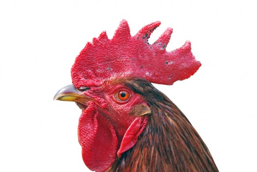 Close up of cock isolated on white.