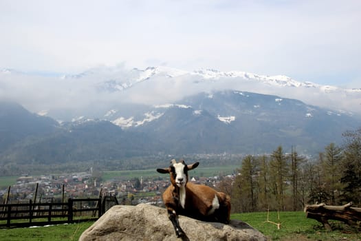 Mountain Goat relaxing on a rock in front of the Swiss Alps.