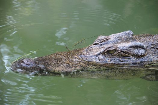 Saltwater Crocodile roaming the surface of the water patiently waiting to pounce.
