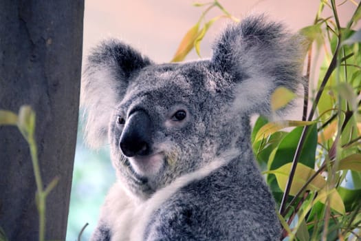 Cute and cuddly Koala bear sitting back in a gum-tree relaxing.