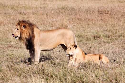 female and male Lion in the Masai Mara reserve in Kenya Africa