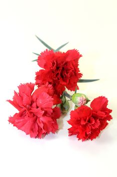 three red carnations in front of white background