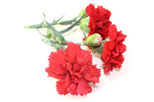 three red carnations in front of white background
