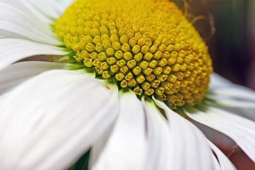 Close up image of a summer flower with white and yellow