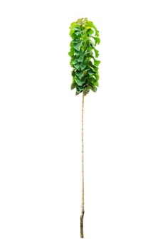 Young teak tree isolated on white background