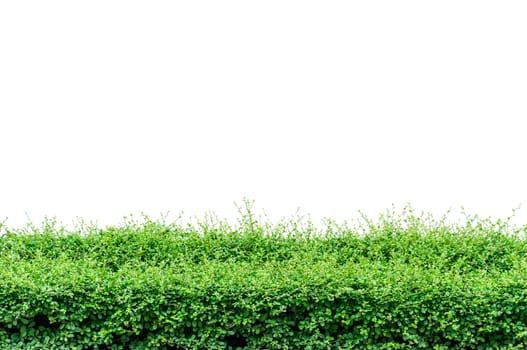 Bushes fence isolated on white background 