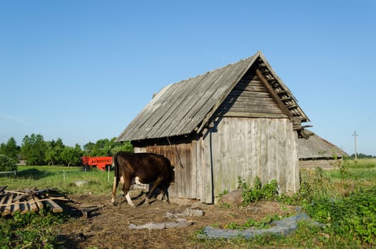 cow put his head muzzle of the hole in the barn wall