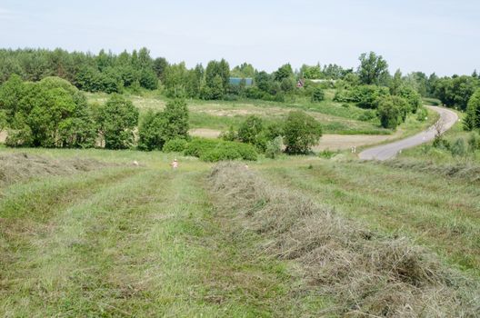 farmer peasant rake dry hay grass with raker tool in rural field.