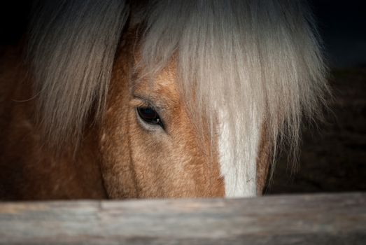 Horse Head behind the Fence