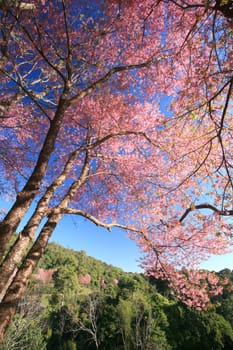 Sakura pink flower on mountain in thailand, cherry blossom