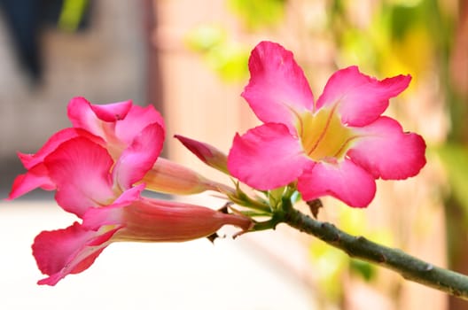 Adenium obesum (Desert Rose)