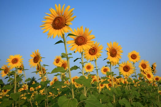 A field of sunflowers, Thailand