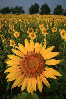 A field of sunflowers, Thailand