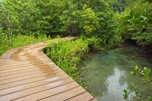 Tha pom nature trail and Crystal stream, Krabi, Thailand